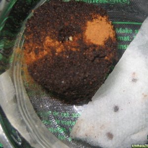 Seed sprouting in Rapid Rooter, with cinnamon