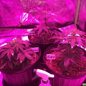 4x4 Fusion Hut w/900 Watt Mars II Hydro LED