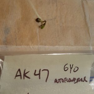 AK-47 seedling