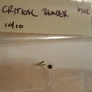 Critical Thunder seedling