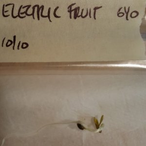 Electric Fruit seedling