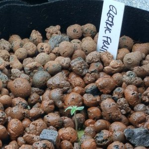 Electric Fruit seedling in pot