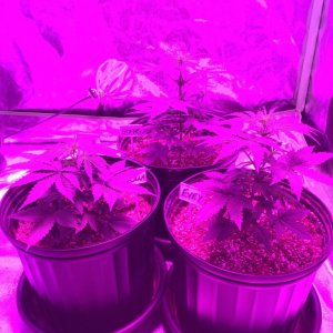 From A Cabinet w/200 Watt CFL To A 4x4 Fusion Hut w/900 Watt Mars Hydro II 