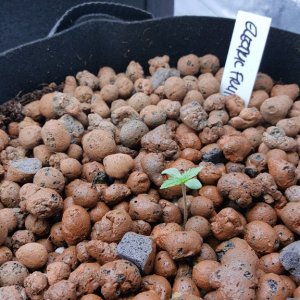 My seedlings Day 2