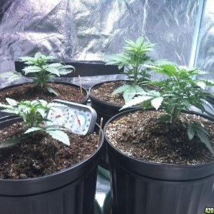 Femming Auto Grow