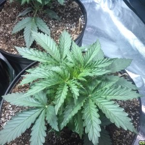 Femming Auto Grow