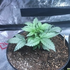 Femming Auto Grow