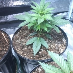 Femming Auto Grow