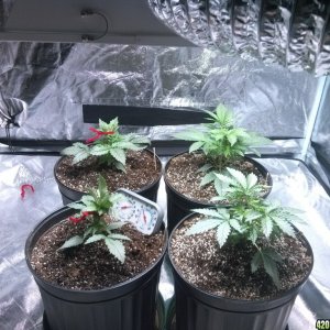 Femming Auto Grow