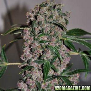 girl-scout-cookies-xtrm-feminized_2