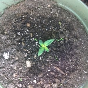 Blue dream help