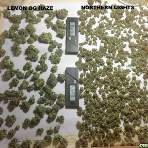 Lemon OG Haze and Northern Lights