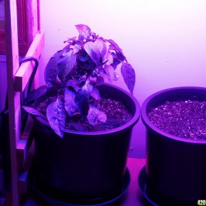 Pepper Plant under LED grow lights, 20 Oct 2016