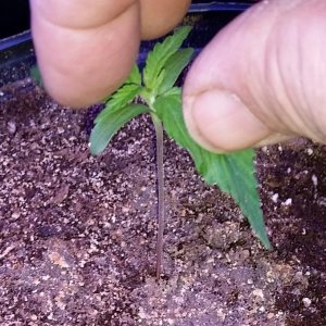 Leaf spreading the seedlings