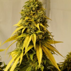 November P.O.T.M. Entry-Organic Jade Dragon/Main Cola