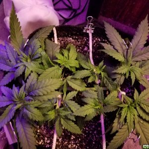 LSD & Heavyweight Fruit Punch Day 29