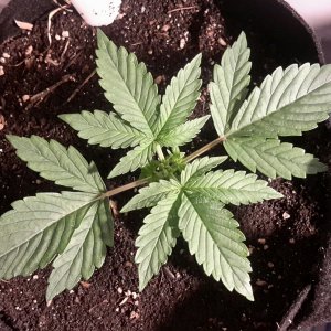 Dark Devil Auto (2)- Day 13