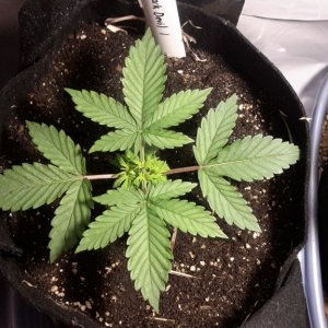 Dark Devil Auto (1) - Day 15