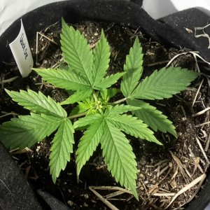 Quick One Auto - Day 14