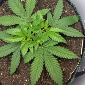 CBD Skunk Haxe (2) - Day 33