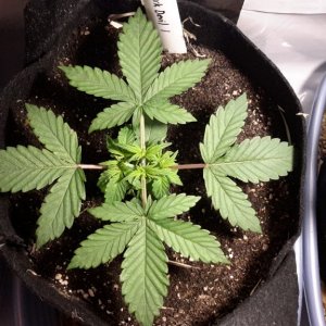 Dark Devil Auto (1)- Day 16