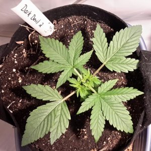 Dark Devil Auto (2)- Day 14