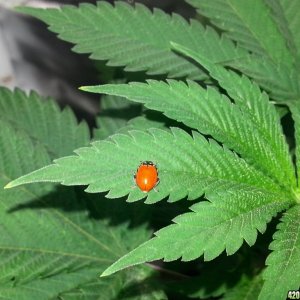 Lady Bug