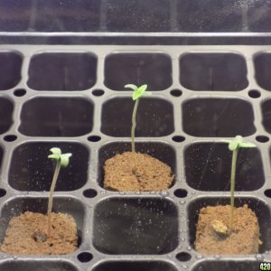 GSC/WW/FV seedlings