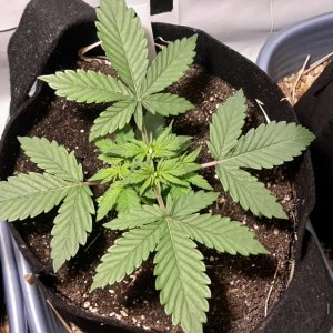 Dark Devil Auto (1) - Day 19