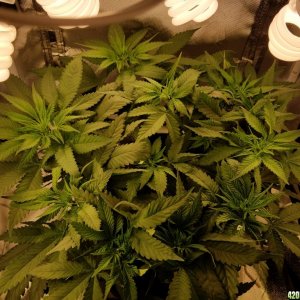 LSD & Heavyweight Fruit Punch  36 DAYS FROM SEED