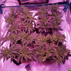 LSD & Heavyweight Fruit Punch  36 DAYS FROM SEED