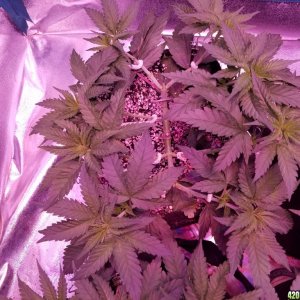 LSD & Heavyweight Fruit Punch  36 DAYS FROM SEED