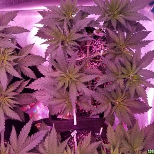 LSD & Heavyweight Fruit Punch  36 DAYS FROM SEED