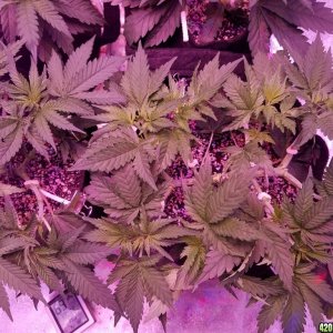 LSD & Heavyweight Fruit Punch  36 DAYS FROM SEED