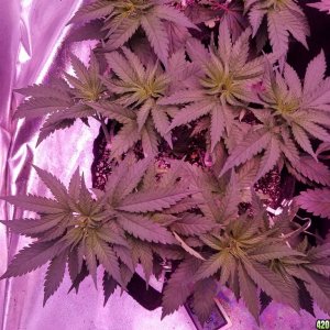 LSD & Heavyweight Fruit Punch  36 DAYS FROM SEED