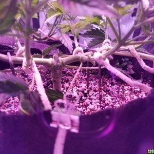 LSD & Heavyweight Fruit Punch  36 DAYS FROM SEED