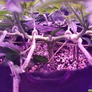 LSD & Heavyweight Fruit Punch  36 DAYS FROM SEED