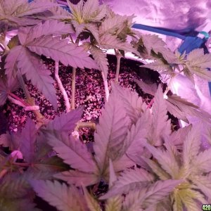 LSD & Heavyweight Fruit Punch  36 DAYS FROM SEED