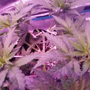 LSD & Heavyweight Fruit Punch  36 DAYS FROM SEED