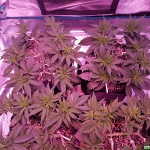 LSD & Heavyweight Fruit Punch  36 DAYS FROM SEED