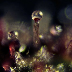 trichome art