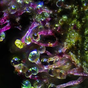 trichome art