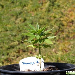 Papaya2