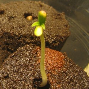 Later on second day of sprouting