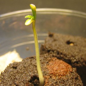 Another pic of later on second day of sprouting