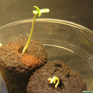 Sprout and Sproutling - fourth day