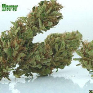 Jack Herer