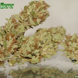 Jack Herer