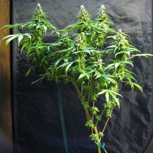 sativa pheno