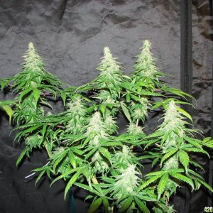 sativa pheno